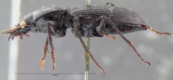 Media type: image;   Entomology 5633 Aspect: habitus lateral view